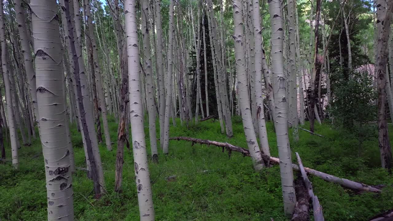 Aspen Trees Groove Forest green summer Colorado Rocky Mountains aerial drone gimbal smooth forward slow Telluride airport Ridgway Last Dollar Road Ouray Silverton San Juan Mount Sneffels Wilson Peak