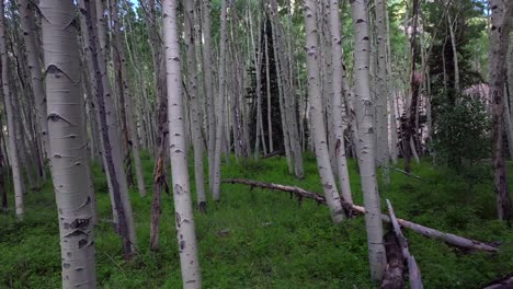 aspen trees groove forest green summer colorado rocky mountains aerial drone gimbal smooth forward slow telluride airport ridgway last dollar road ouray silverton san juan mount sneffels wilson peak