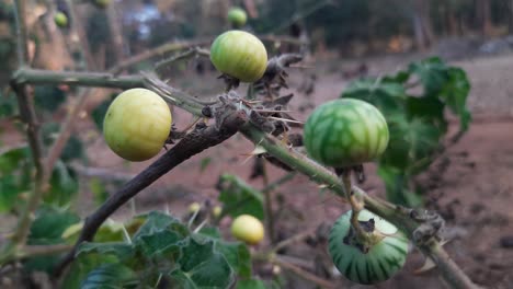 Close-up-zoom-in-shot-of-ripe-and-unripe-soda-apple-fruits-on-shrub