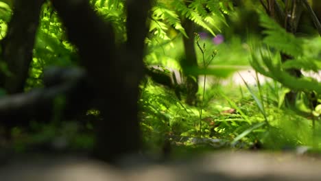 pequeñas golondrinas jugando a nivel del suelo dentro de un arbusto verde