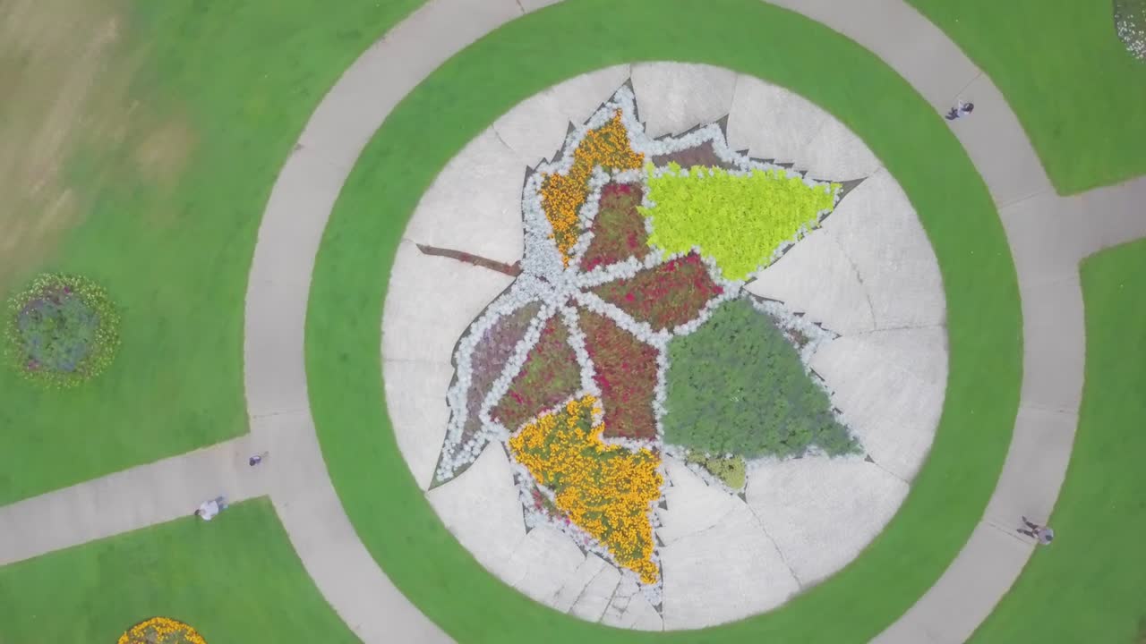 камера приближает великолепный кленовый лист, сделанный из кустарника в канаде, ванкувер