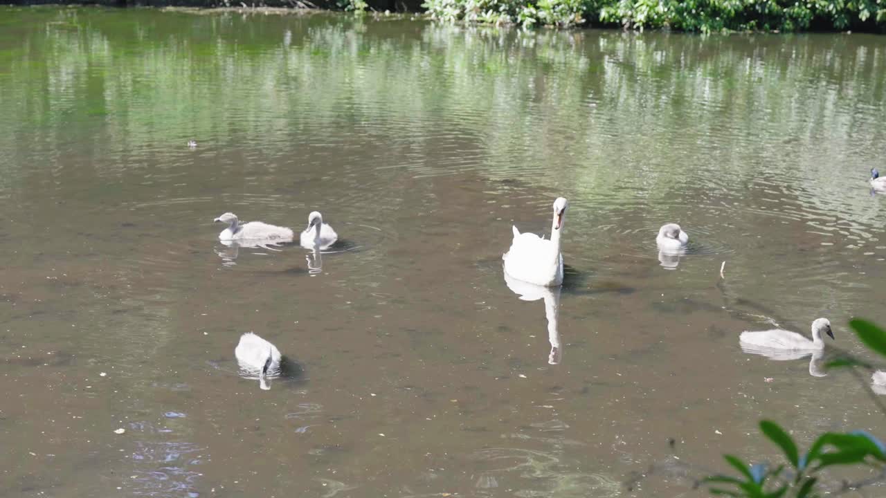 Grupo de cisnetes e um cisne grande estão aproveitando o sol em um lago