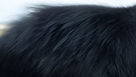 wind gently flowing through the long, thick fur of a black animal in a natural outdoor setting