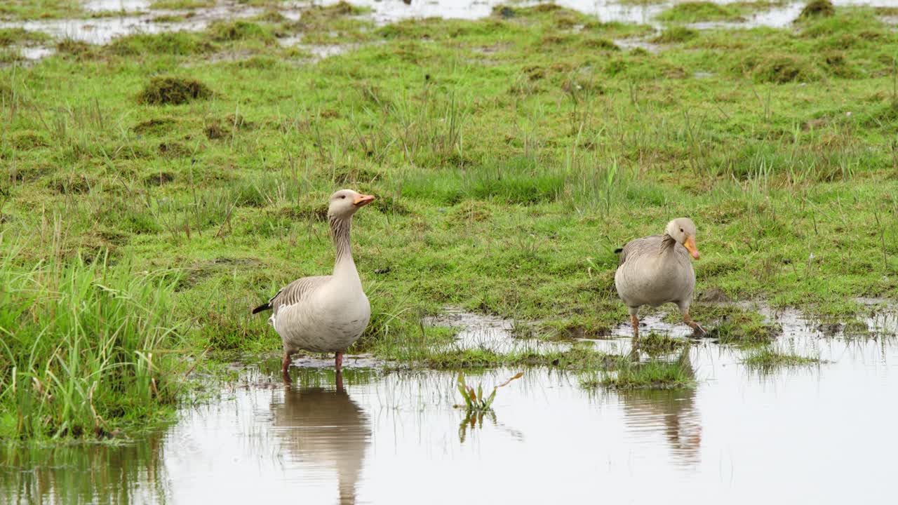 Two greylag geese birds in shallow grassy wetland, drinking water