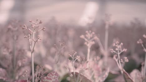 Close-up-of-flowers-being-grown-in-an-industrial-green-house