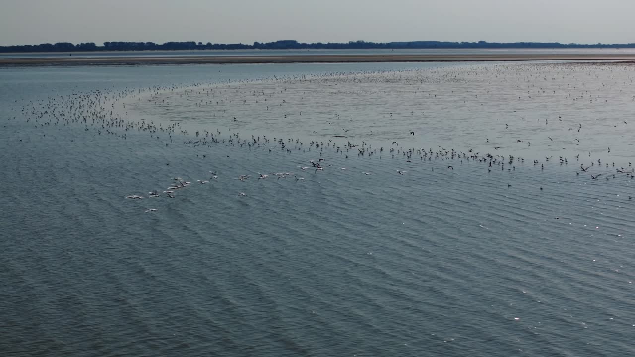 바다 새 무리가 네덜란드의 조류 평야를 날아다니며, 넓은 공중