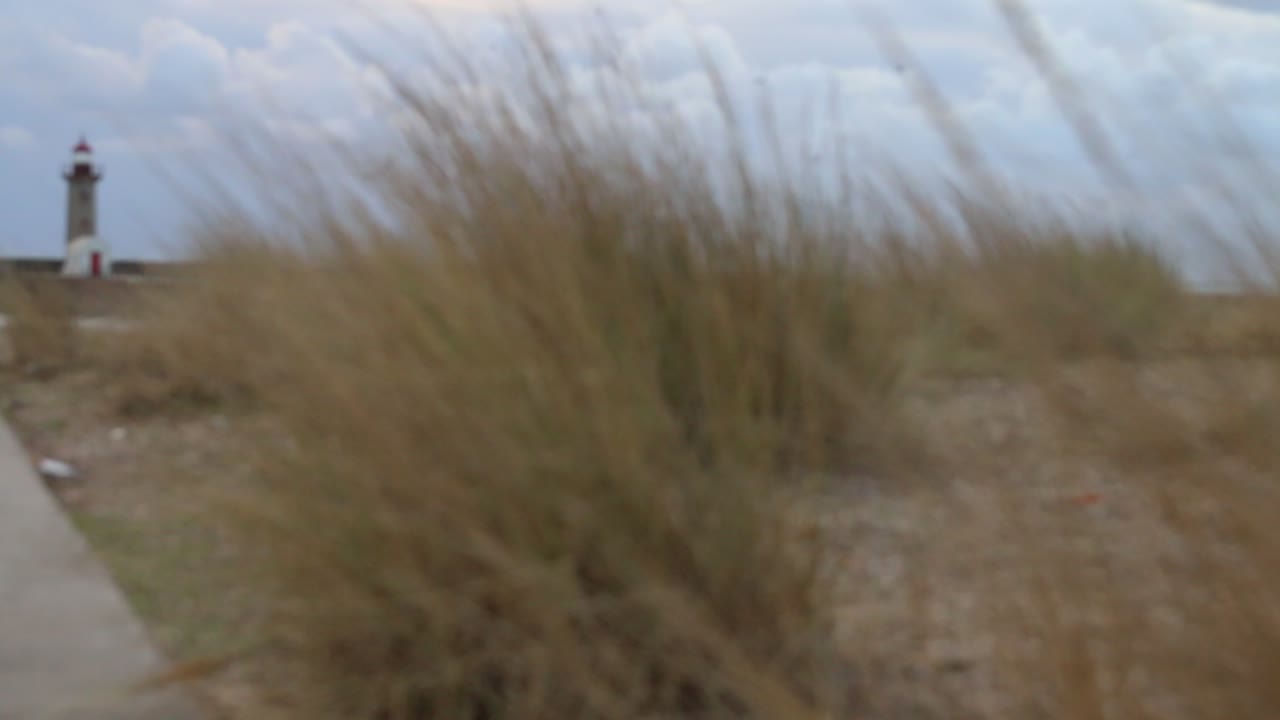 ветви на ветру