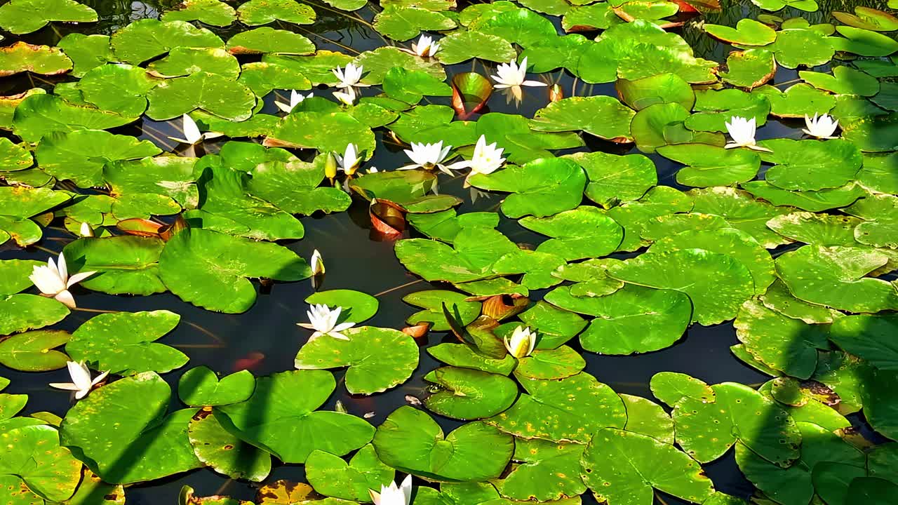 Sunny day in Latvian countryside with lilies on a calm pond