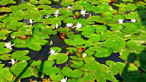 sunny day in latvian countryside with lilies on a calm pond