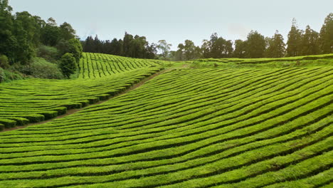 Flying-low-over-green-tea-plantations