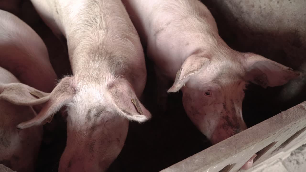 Pigs standing together in small farm and waiting for food