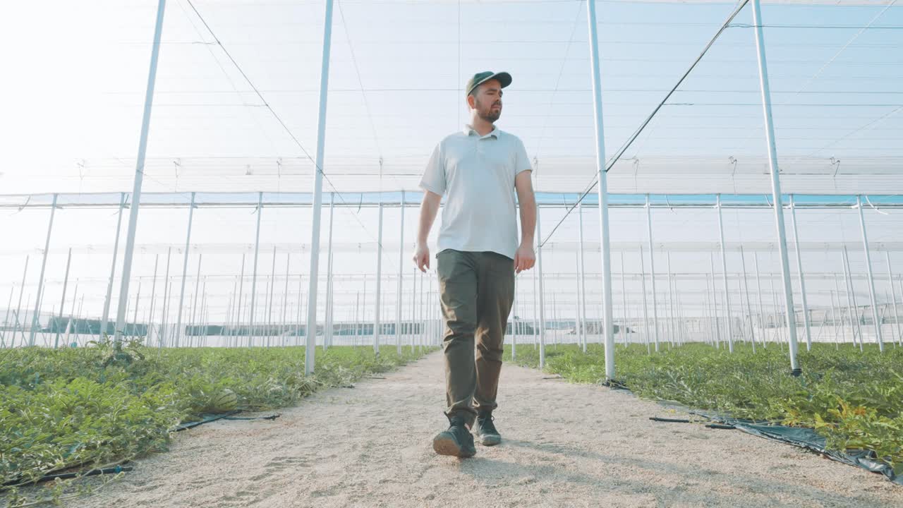 Farmer walking through watermelon greenhouse