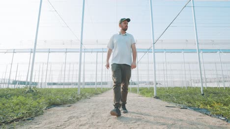 farmer walking through watermelon greenhouse