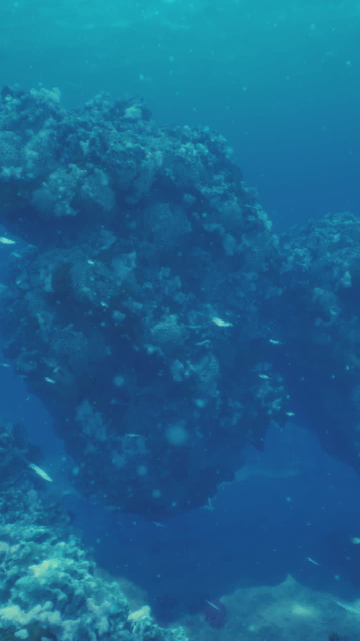 explorando un vibrante arrecife de coral submarino