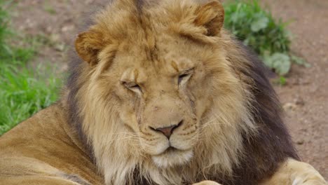 león macho parpadea en cámara lenta de cerca