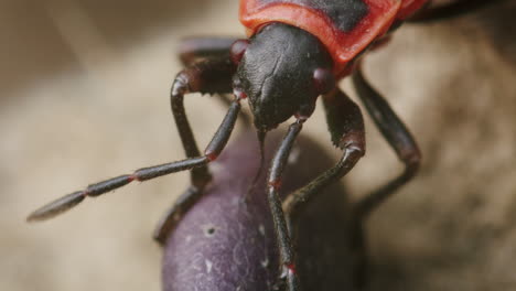 pyrrhocoris apterus, european firebug, feeding on seed