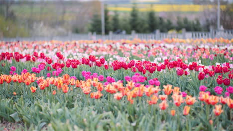 commercial tulip farming in spring