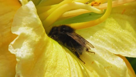 flor de azucena amarilla en flor con abejorro descansando dentro de los pétalos