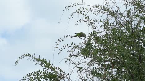un pájaro posado en las ramas de los árboles. periquito