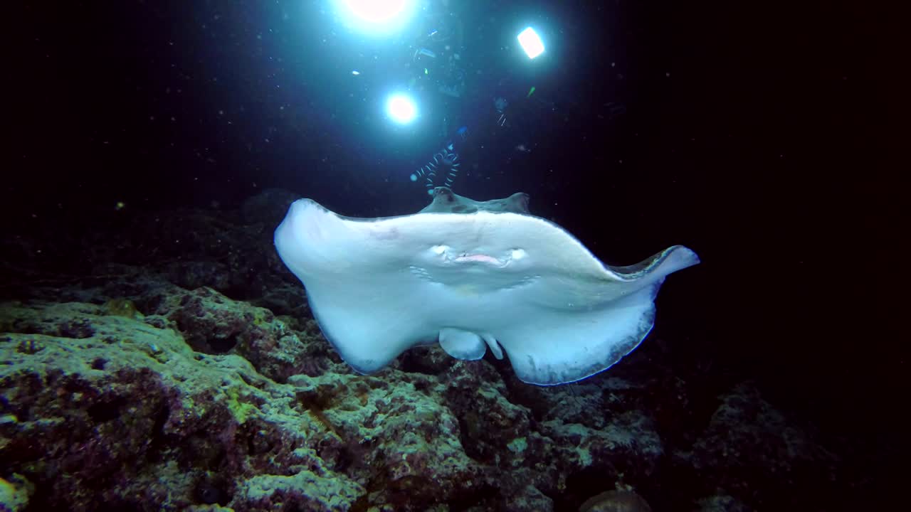 Scuba diver shooting Round ribbontail ray swim over coral reef in the night
