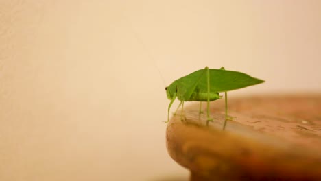 a tettigoniidae, also known as katydids, or bush crickets, or esperanca, jumps, walks crawls, moves around the house-3