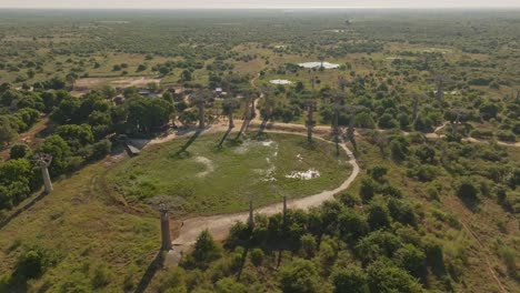 Fliegen-Sie-Bei-Sonnenuntergang-über-Die-Landschaft-Madagaskars-Mit-Ihrem-Alten,-Wunderschönen-Baobab-Baumwald