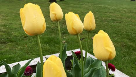 Vista-Macro-De-Hermosos-Bulbos-De-Tulipanes-Amarillos-En-Clima-Lluvioso