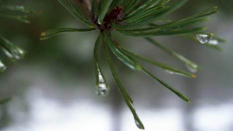 Agua-Goteando-De-La-Hoja-De-La-Planta-En-La-Nieve