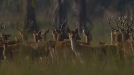 swamp deer barasinghe in nepal.