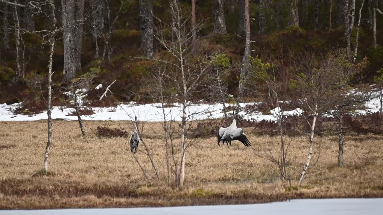 봄 초에 짓기를 준비하는 일반적인 사탕수수 그루스