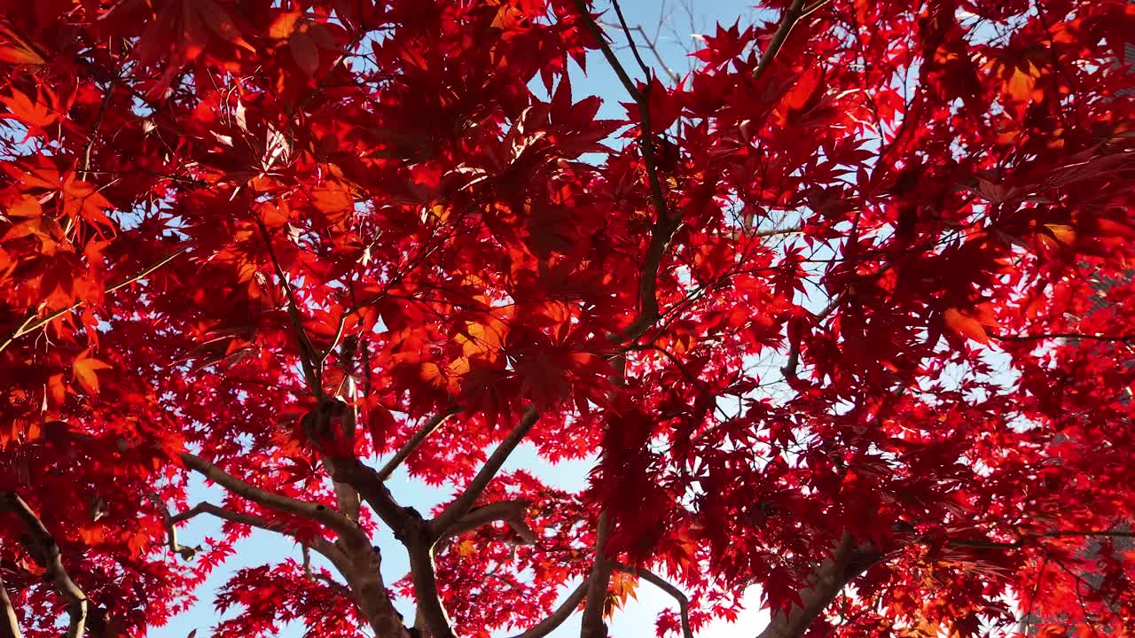 Bright red leaves of a Japanese maple tree capture the essence of autumn.