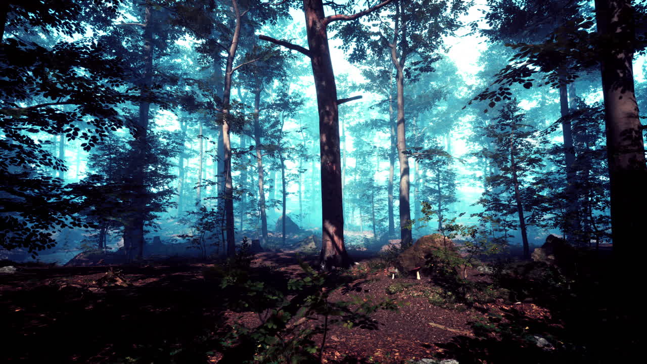 Mysterious Foggy Forest