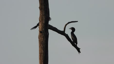 cormorant in tree - pond area