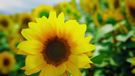 a close up of a sunflower in a field