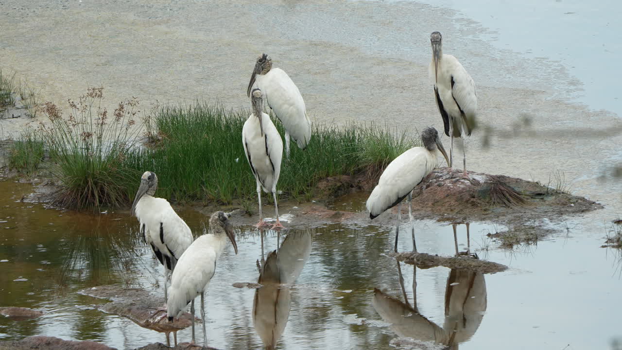 Group of Wood Storks (Mycteria americana) standing and preening in shallow water at Playa Blanca, Panama. Wildlife scene in natural wetland habitat