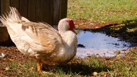 wet duck by a puddle
