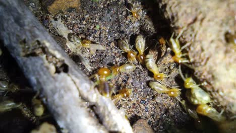 termites collecting grass for new home