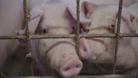 pigs in a farm enclosure