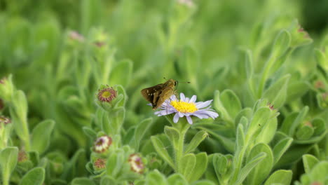 Mariposa-Veloz-De-Formosa-Usando-Antena-Para-Sondear-La-Flor-Aster-De-San-Bernardino