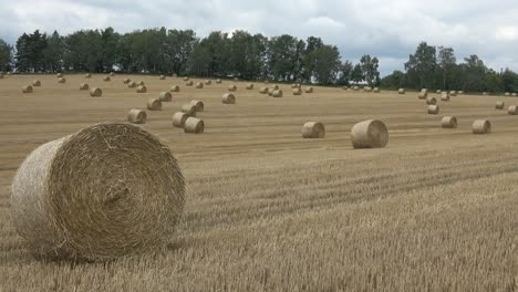 beautiful landscape. agricultural field. round bundles straw bales in the field.