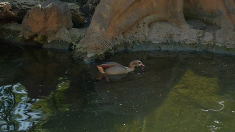 egyptian goose looking for food in the pond