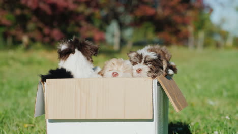 Cute-Puppies-In-Cardboard-Box