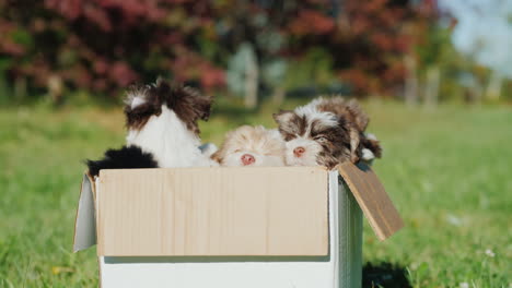 cute puppies in cardboard box