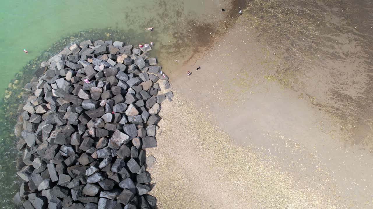 엘머 샌즈 해변에서 개와 노는 사람