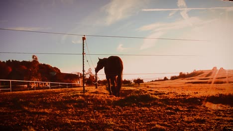 horse trots along a fence