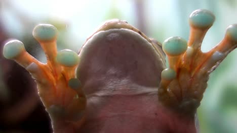 parte inferior del cuerpo de una rana arbórea ocelada, fijada al vidrio por las patas pegajosas