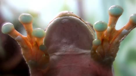 lower body of an ocellated treefrog, fixed to the glass by the sticky paws