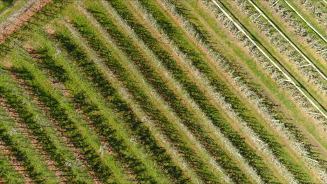 Zenithal-vertical-shooting-of-cultivation-of-flowering-apple-plants