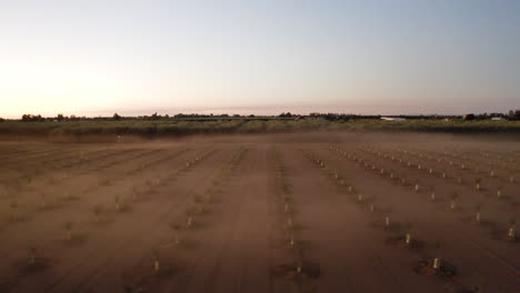 misty field with young trees at sunrise or sunset