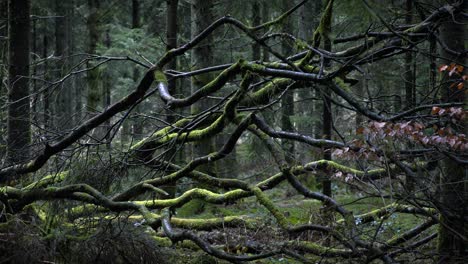 árbol caído en el denso bosque británico 4k